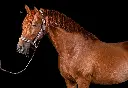 DSC08674-zwart-2.webp
