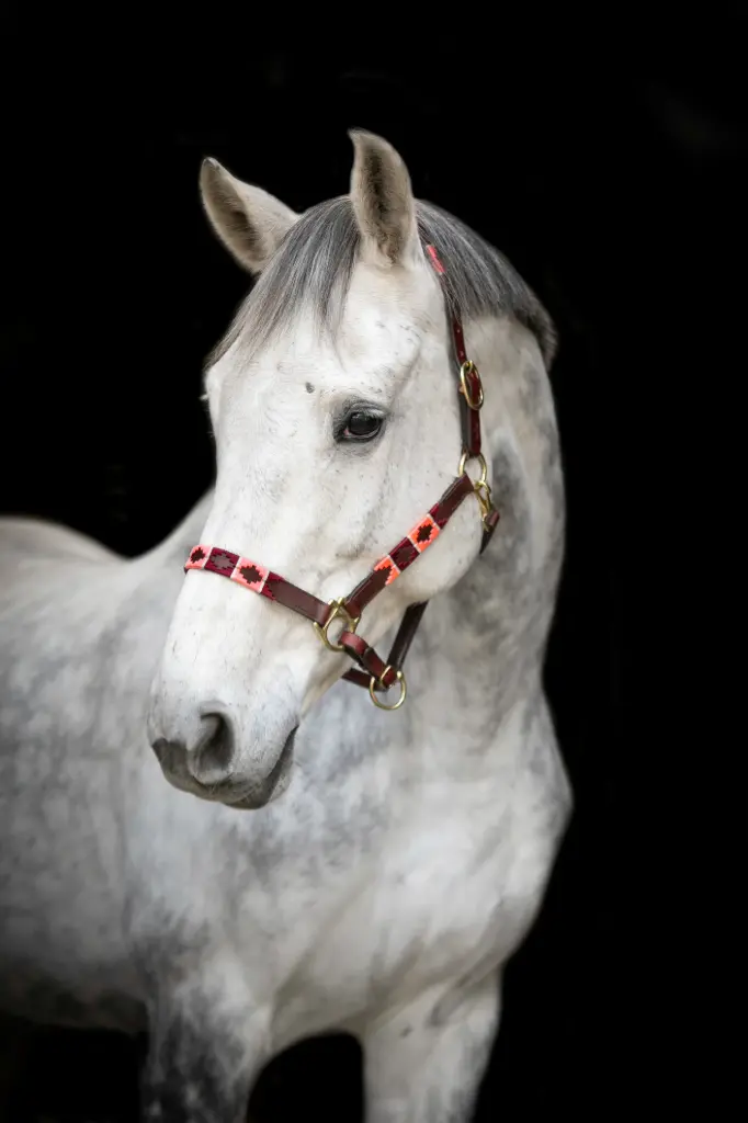 Polo halster Jamorka