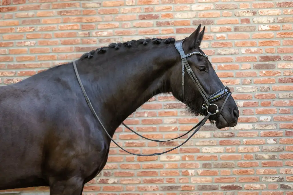 Cavallure hoofdstel Showline black